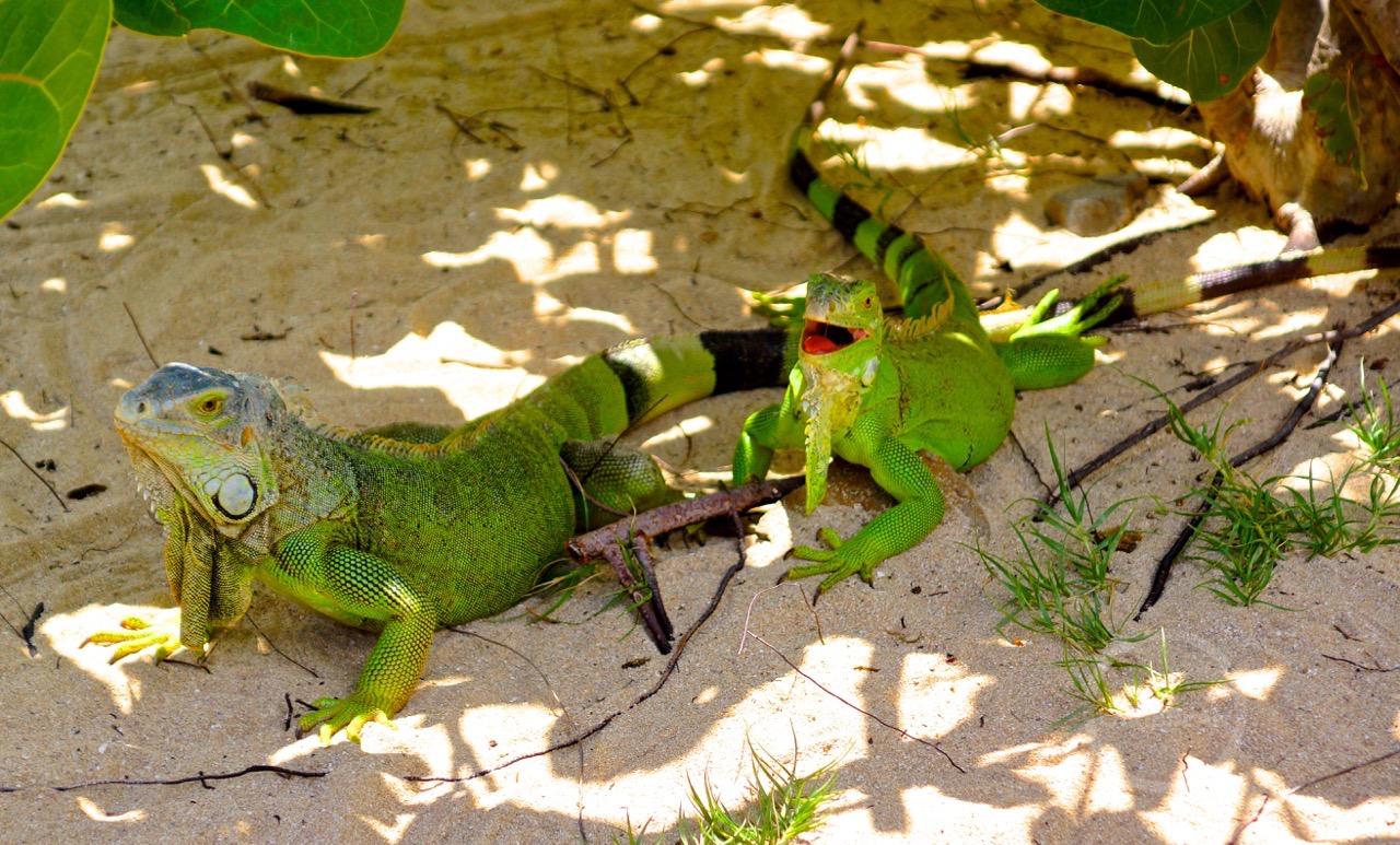 Saint-Martin / Sint Maarten 9