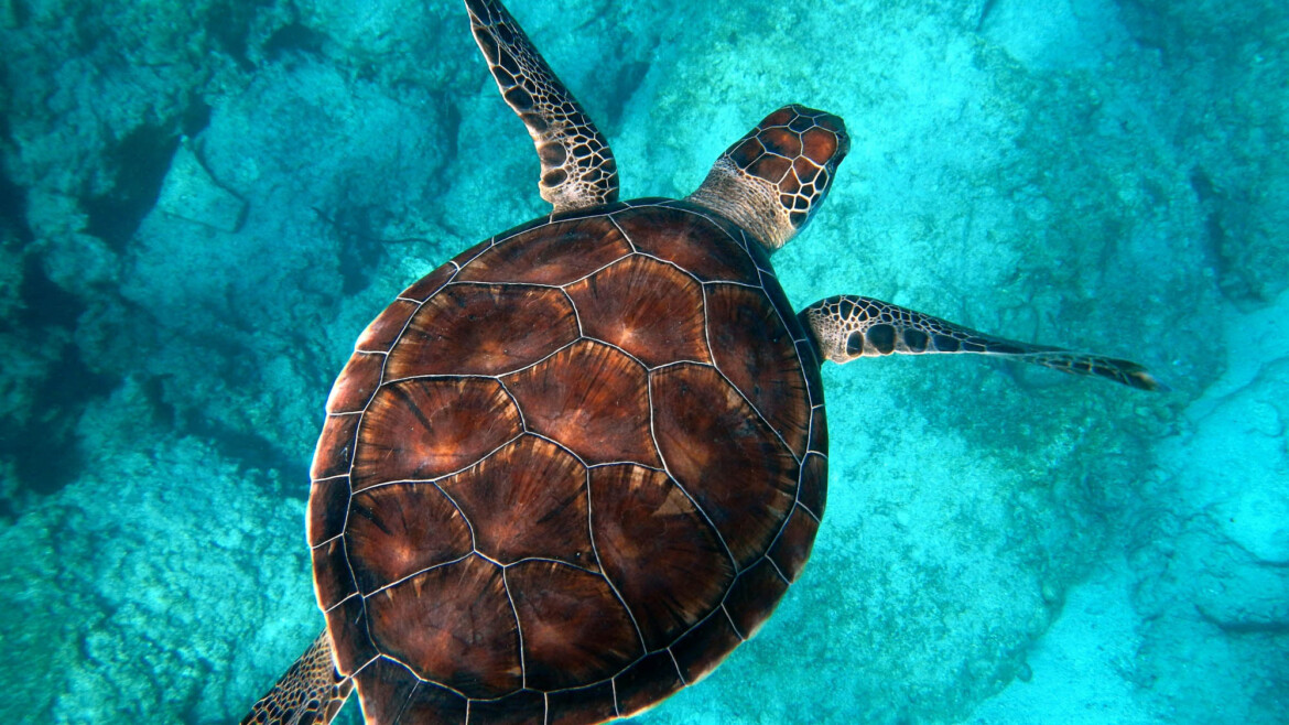 where see turtle st barts
