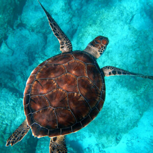 where see turtle st barts