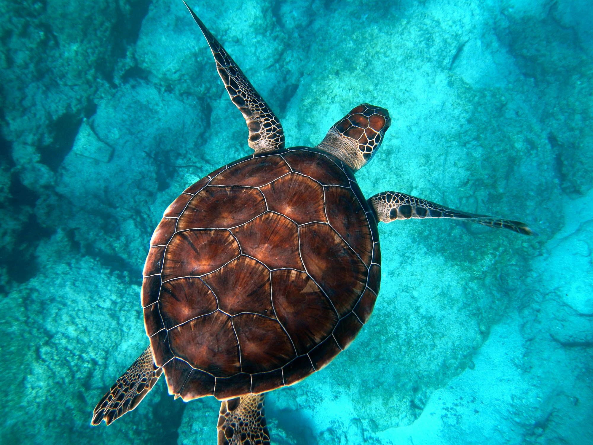 where see turtle st barts